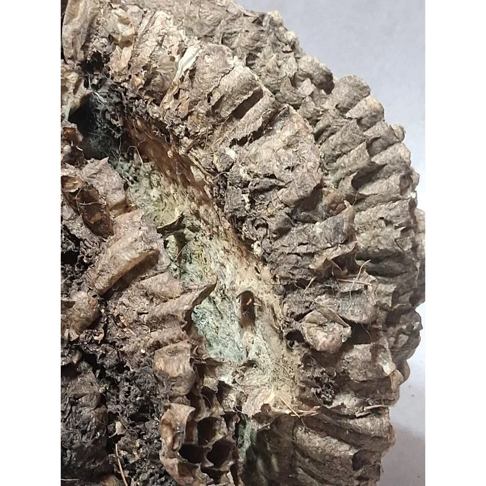 Empty Dried Hornet / Wasp Nest 6 Layers Educational Decoration Taxidermy BEE
